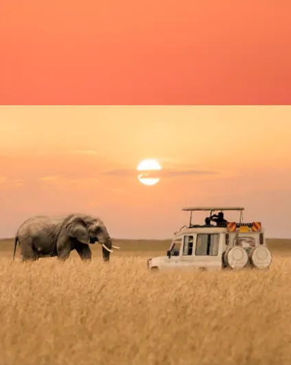 Special offer from Shada Safaris