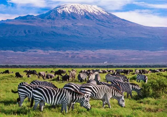 Elephants beneath Mt. Kilimanjaro, the classic Amboseli escape.