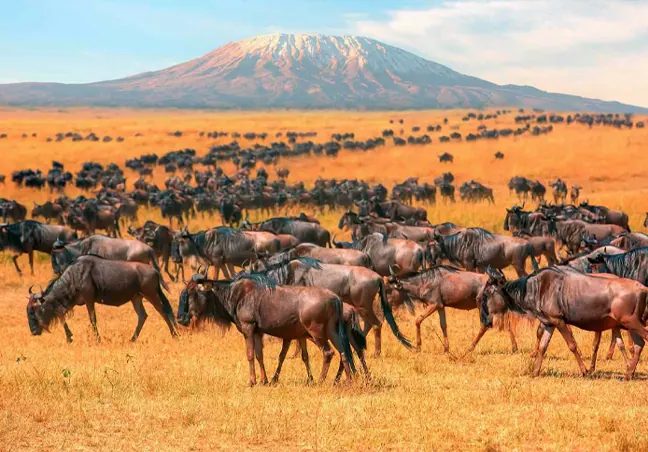Big cats and the Great Migration in the Maasai Mara.