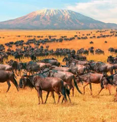 Featured safari destination