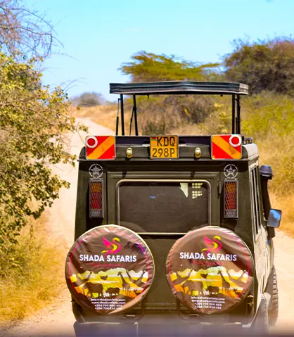 Shada Safaris guests on a safari game drive