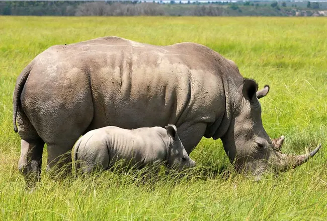Amboseli Get-Away