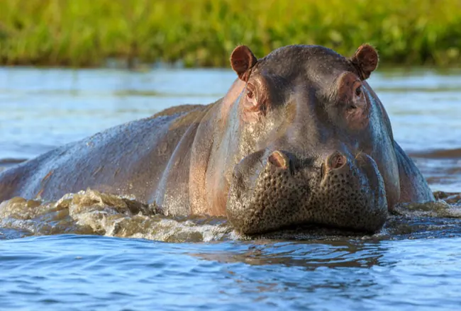 Lake Nakuru