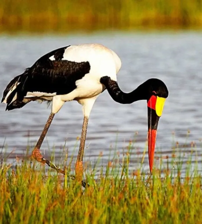 Amboseli Get-Away 4