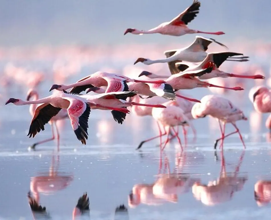 Lake Nakuru 1