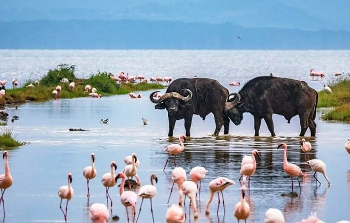 Lake Nakuru 2