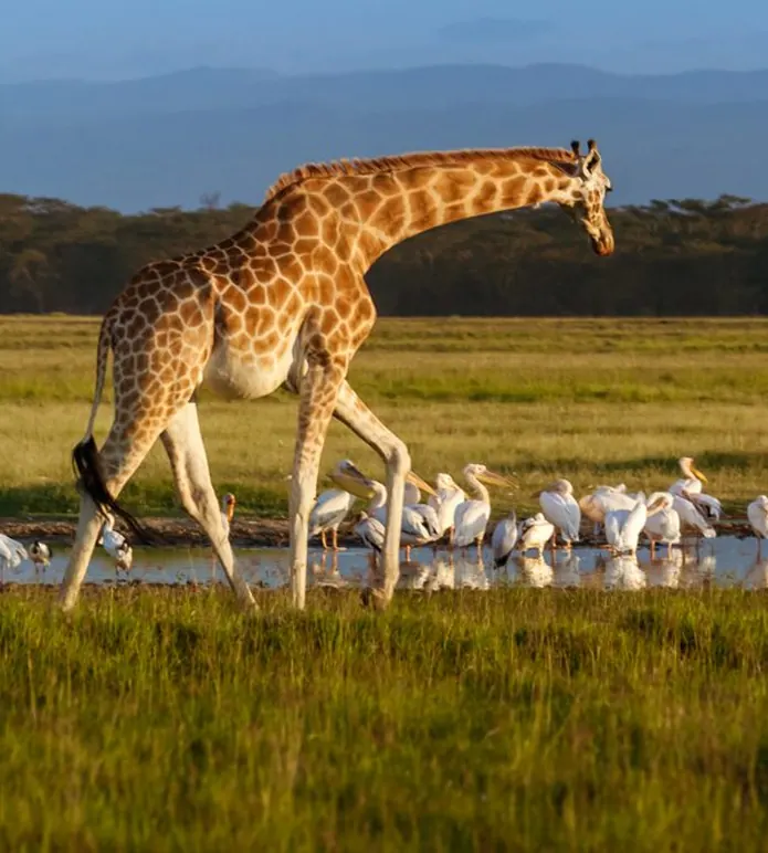 Lake Nakuru 4