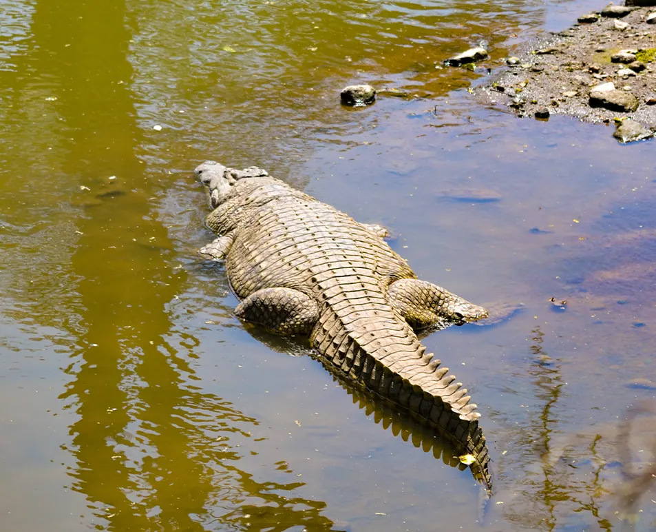Lake Nakuru 5